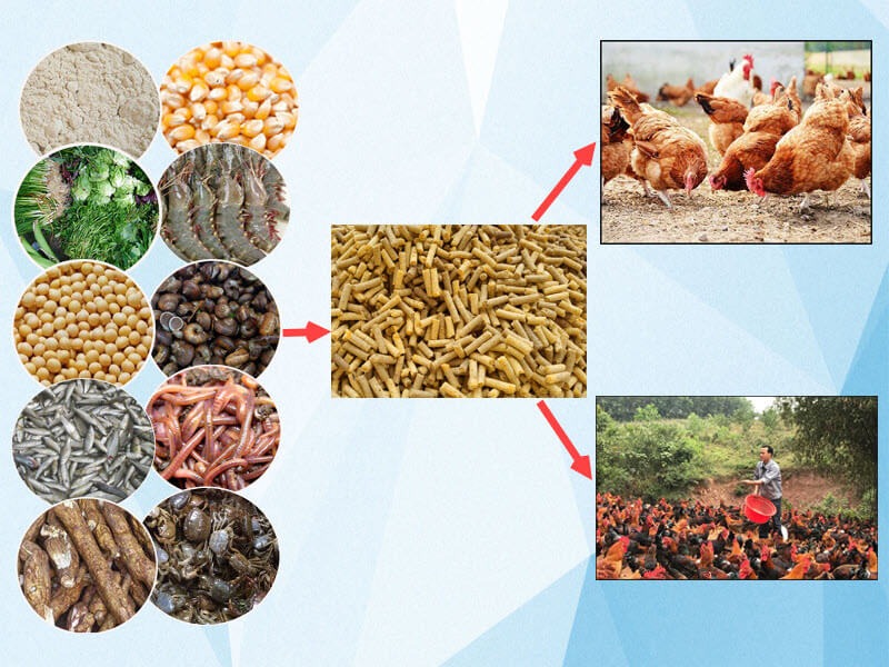 Cách nuôi gà đá cựa sắt chú trọng chế độ dinh dưỡng từng giai đoạn