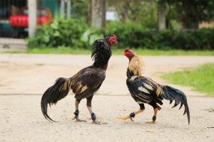 Phòng bệnh đồng thời biết cách rèn luyện để chiến kê khỏe mạnh, sung mãn