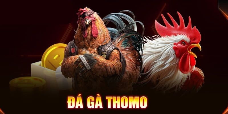 Đá gà Thomo, trường gà nổi tiếng với lịch sử lâu đời