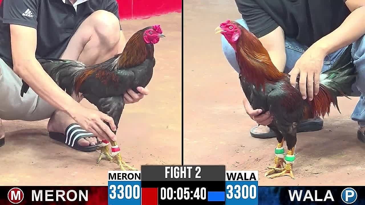 Nhiều loại kèo cược đá gà, chơi tiện lợi qua các nhà cái trực tuyến
