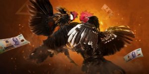 Người chơi có thể quan sát kỹ chiến kê đôi bên để vào tiền đúng đắn